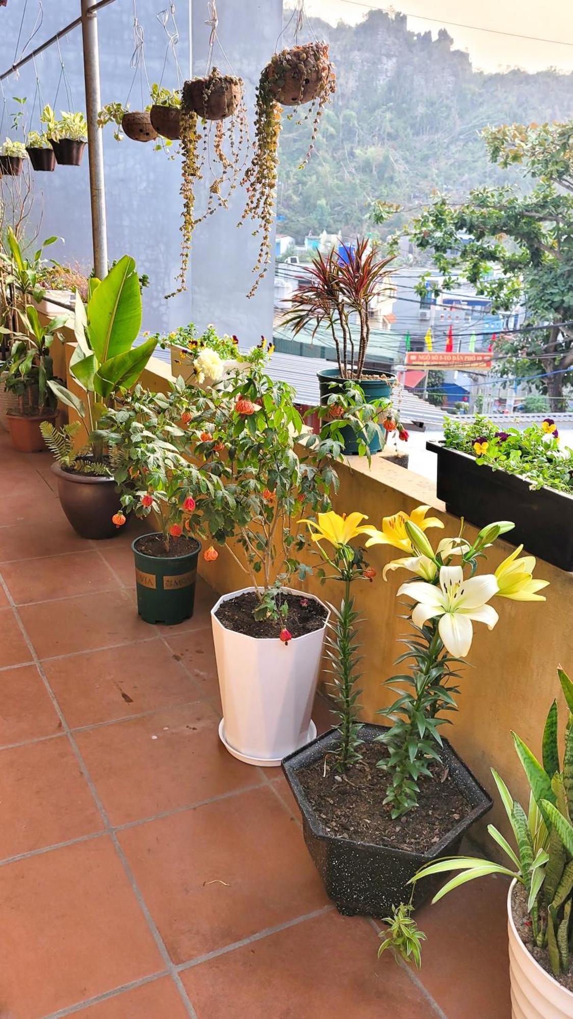فندق Tiny Garden House Cat Ba Chan Chau المظهر الخارجي الصورة
