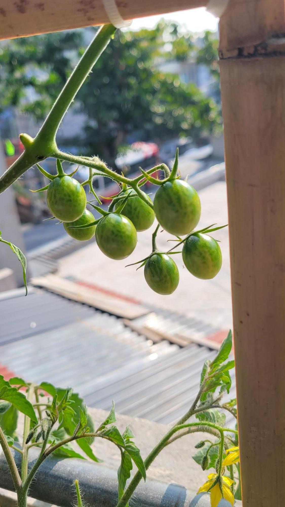 فندق Tiny Garden House Cat Ba Chan Chau المظهر الخارجي الصورة